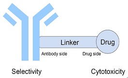 癌癥治療須知：什么是抗體偶聯藥物（ADCs）？
