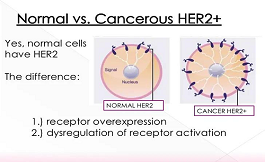 HER-2低表達乳腺癌：仍可使用抗體偶聯藥物