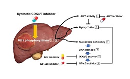 新療法加合成 CDK4/6抑制劑可治療難治癌癥