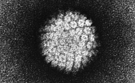 美國看病：海外專家稱單劑量 HPV 疫苗也非常有效