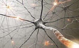 海外研究：神經回路到化療的副作用