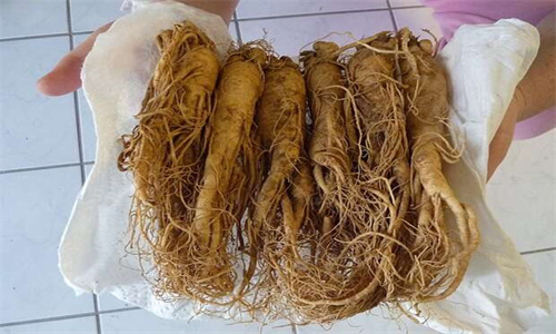 生脈飲.jpg