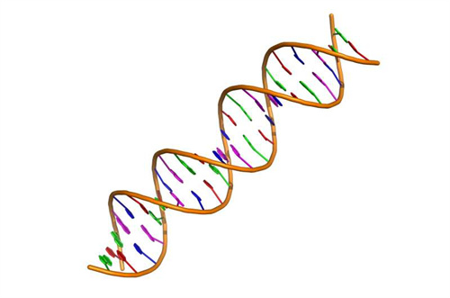 DNA 修復(fù).jpg