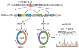 環(huán)狀 RNA circCCNB1 可抑制鼻咽癌的遷移