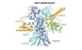 RAF1 結構的揭曉，是肺癌新藥研發(fā)的關鍵一步