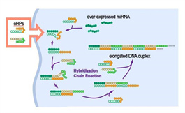發夾狀 DNA 與微小 RNA 結合能引發免疫反應