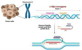 美國(guó)看病：有專家將雙鏈 DNA 作為癌癥治療的目標(biāo)
