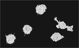 無論 pCR 狀態如何，圍手術期 Durvalumab 都有益處