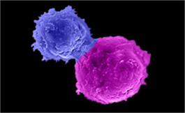 一線 Ribociclib 加 ET 治療陰性轉移性乳腺癌的安全性